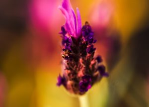 This woman in medicine, Sowmya Kanikkannan, MD, is an avid photographer. 