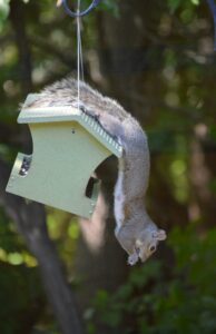 Sumana Sundaramurthy, M.D.